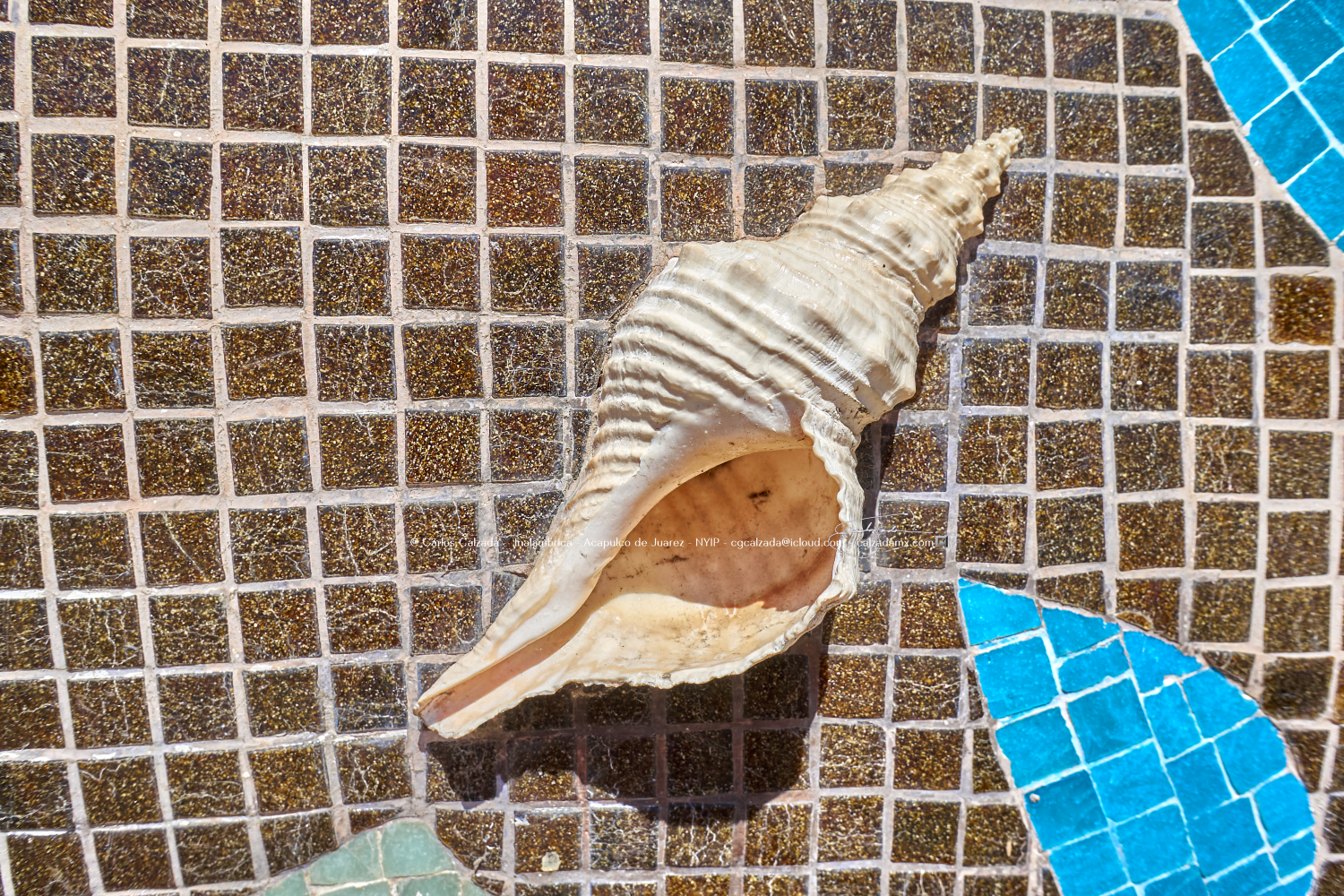 Diego Rivera - DSC02796 - ene 15 2025.png